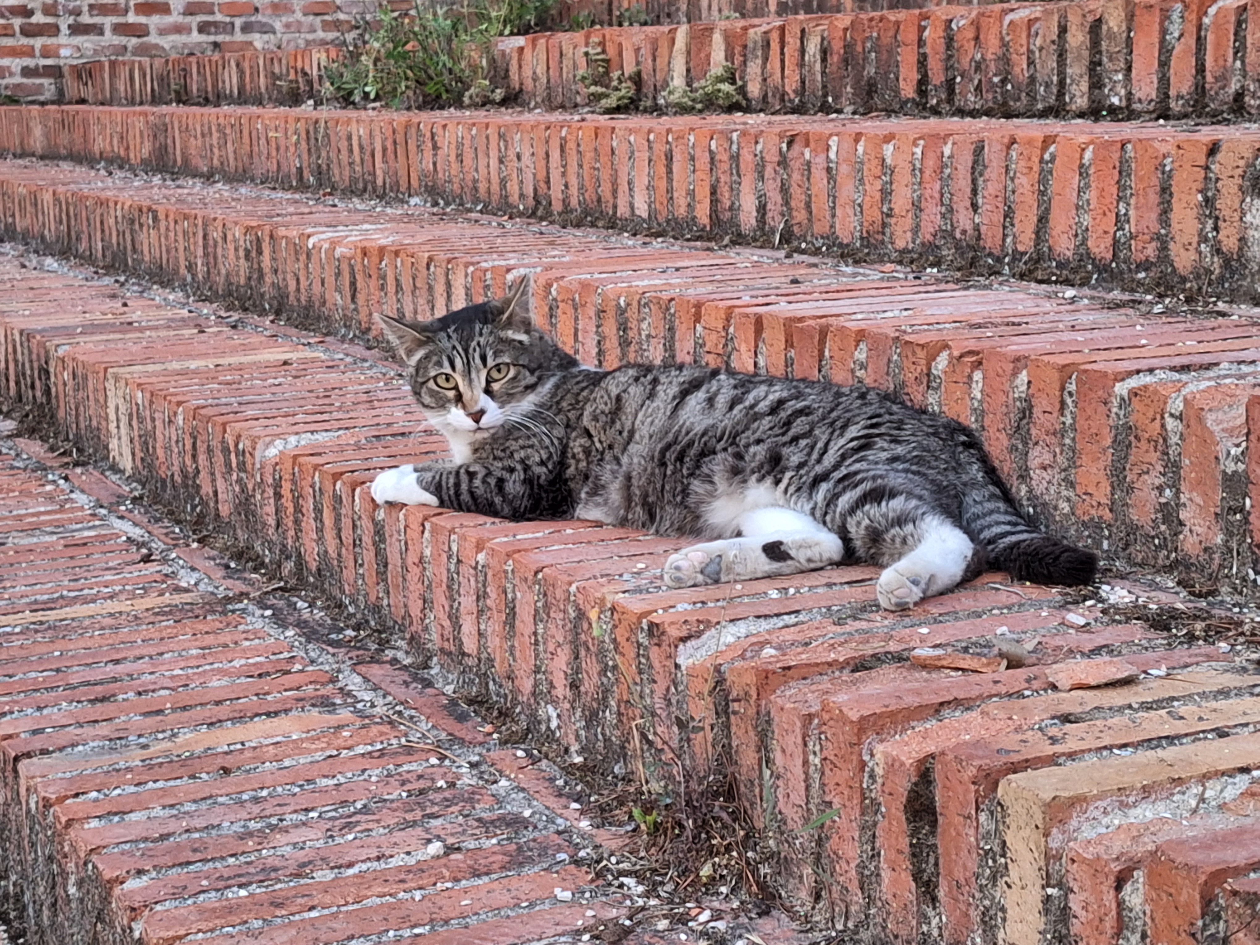 Gatos de la colonia Miradas Felinas